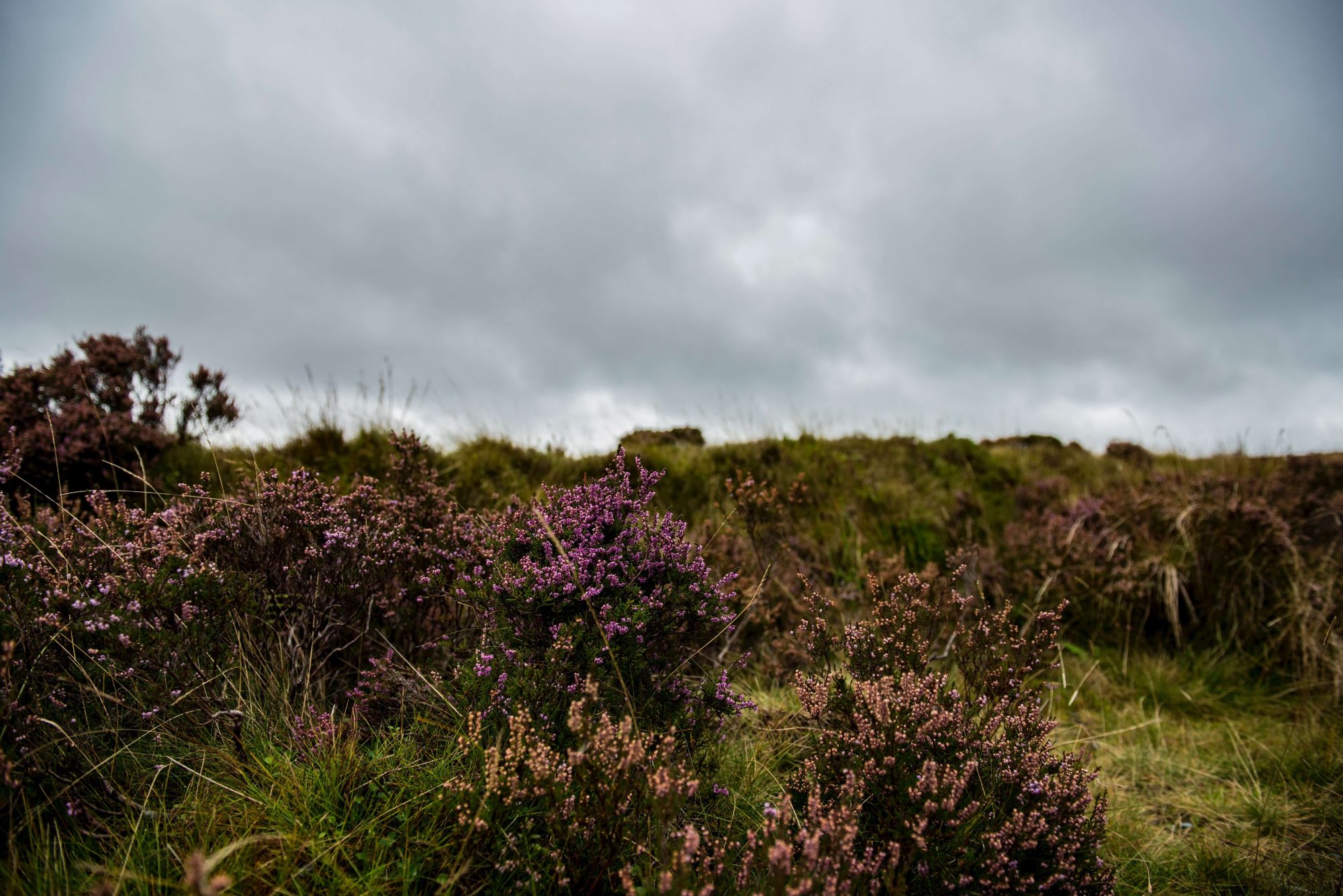 Natuur wonen leven Friesland