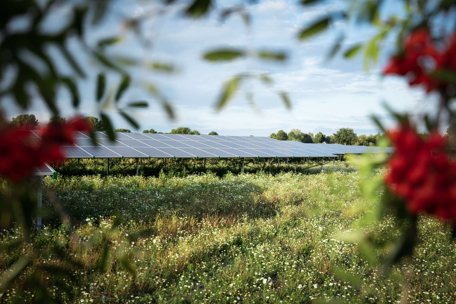 Groen Friesland zonnepanelen bloemen