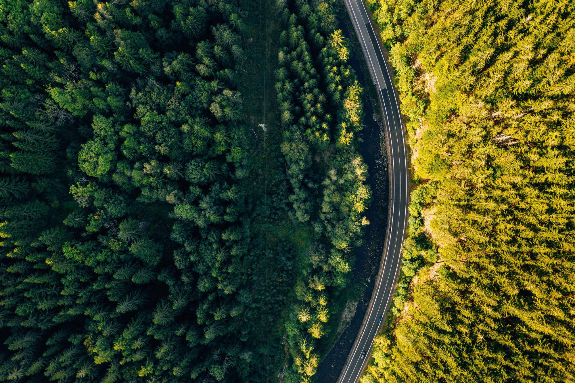 Weg-door-natuur-in-vogelvlucht banner bomen bos weg rechts van het midden van het beeld